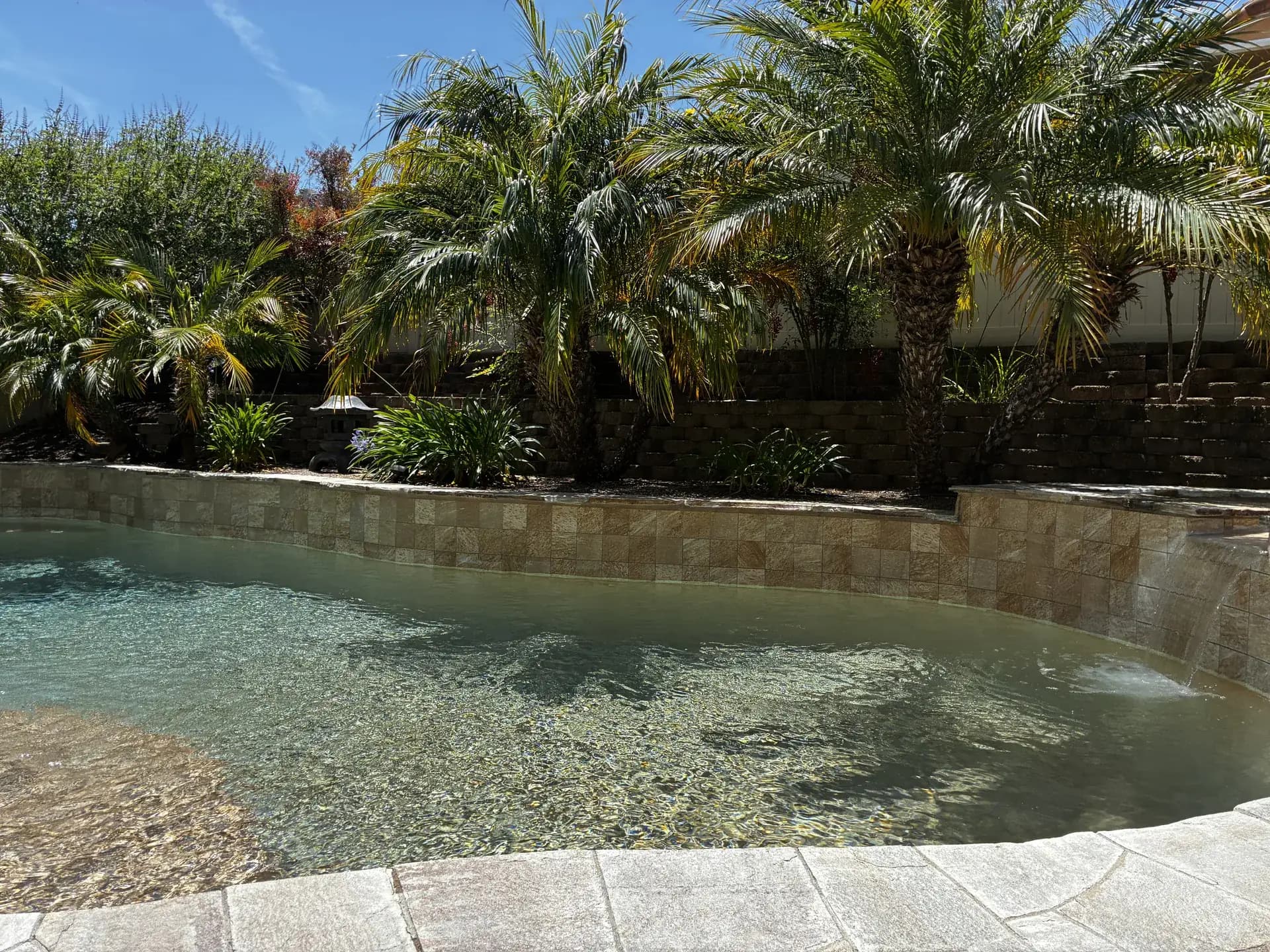 Wide view of a tropical customer pool with date palms and travertine surround maintained by Murdock Pool Service